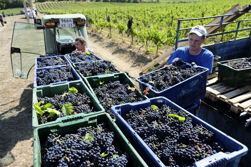 Фото виноградников