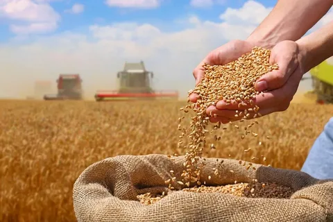 Фото урожая зерна